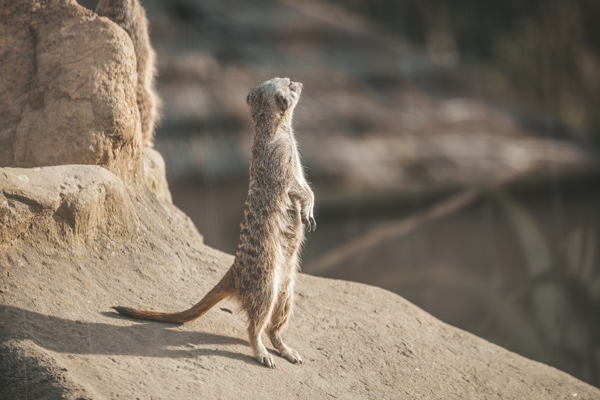 Wellington Zoo - Meerkat